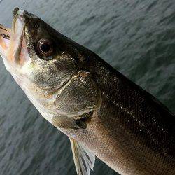 神戸突堤シーバス7本